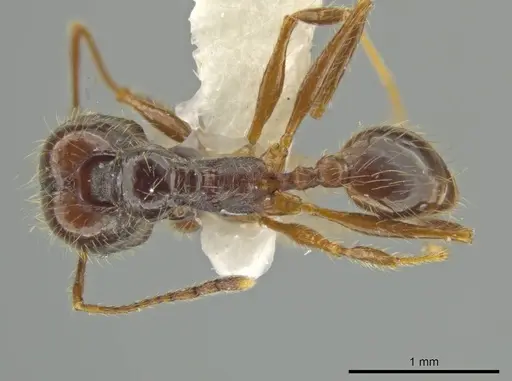 Pheidole leptina specimen JTLC000016433 image jtlc000016433_1