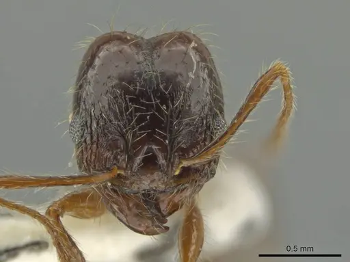 Pheidole leptina specimen JTLC000016433 image jtlc000016433_2