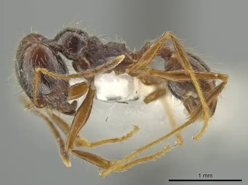 Pheidole leptina specimen JTLC000016433 image jtlc000016433_3