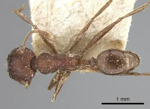 Pheidole liengmei specimen CASENT0249079 image casent0249079_1