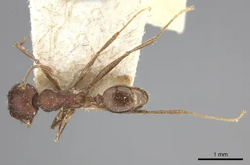 Pheidole liengmei specimen CASENT0249079 image casent0249079_2