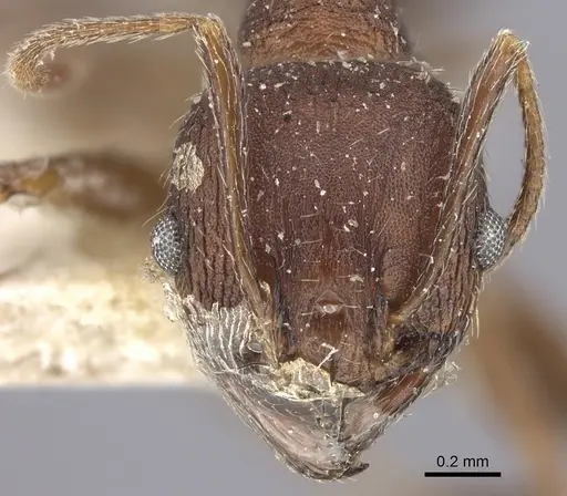 Pheidole liengmei specimen CASENT0249079 image casent0249079_3