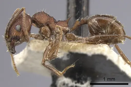 Pheidole liengmei specimen CASENT0249079 image casent0249079_4
