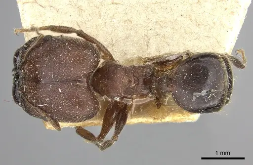 Pheidole liengmei specimen CASENT0249080 image casent0249080_1