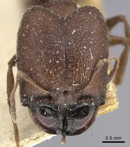 Pheidole liengmei specimen CASENT0249080 image casent0249080_2