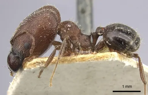 Pheidole liengmei specimen CASENT0249080 image casent0249080_3