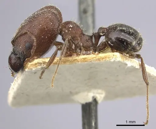 Pheidole liengmei specimen CASENT0249080 image casent0249080_4