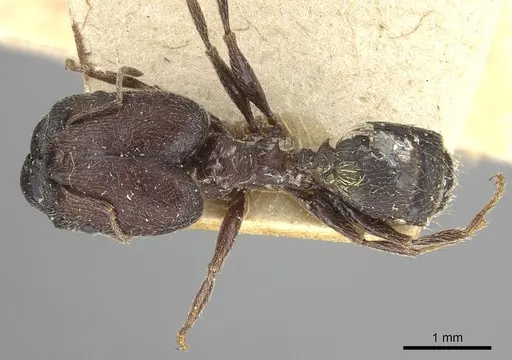 Pheidole liengmei specimen CASENT0249081 image casent0249081_1