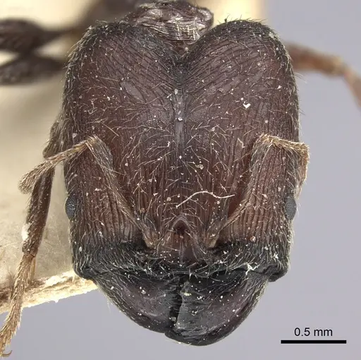 Pheidole liengmei specimen CASENT0249081 image casent0249081_2