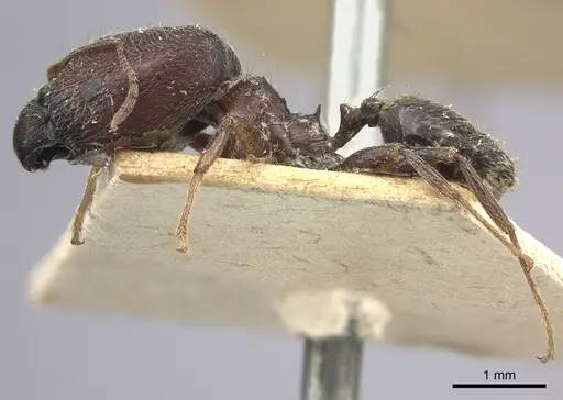 Pheidole liengmei specimen CASENT0249081 image casent0249081_4