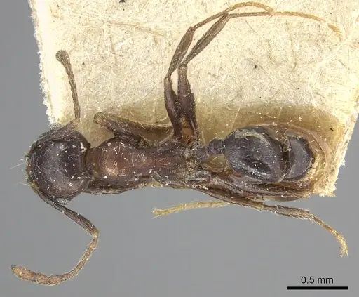 Pheidole liengmei specimen CASENT0249082 image casent0249082_1