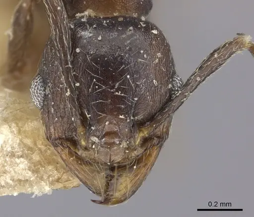 Pheidole liengmei specimen CASENT0249082 image casent0249082_2
