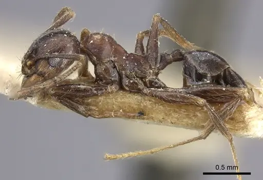 Pheidole liengmei specimen CASENT0249082 image casent0249082_3