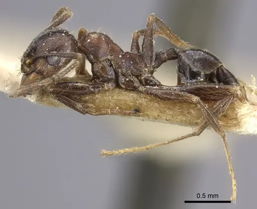 Pheidole liengmei specimen CASENT0249082 image casent0249082_4