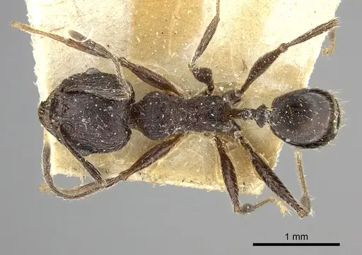 Pheidole liengmei specimen CASENT0249083 image casent0249083_1