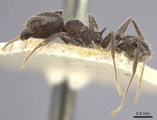 Pheidole liengmei specimen CASENT0249083 image casent0249083_5
