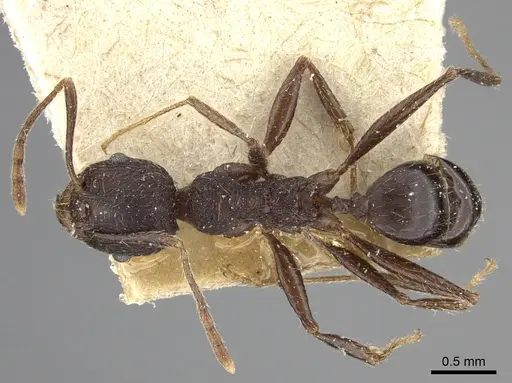 Pheidole liengmei specimen CASENT0249084 image casent0249084_1