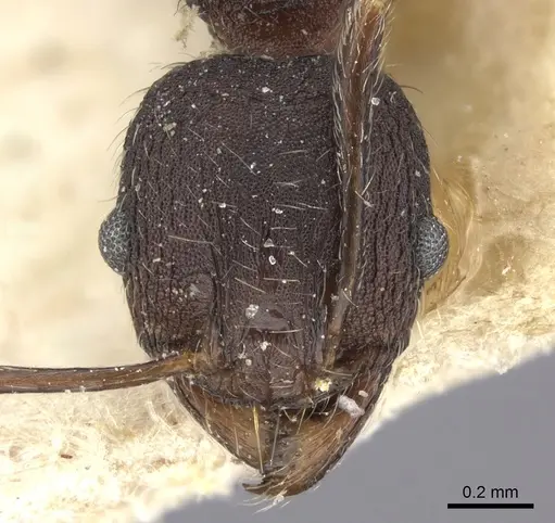 Pheidole liengmei specimen CASENT0249084 image casent0249084_2