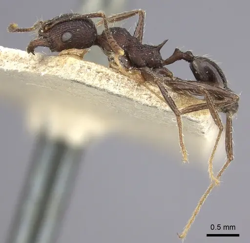 Pheidole liengmei specimen CASENT0249084 image casent0249084_4