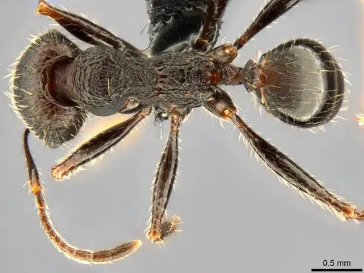Pheidole liengmei specimen CASENT0283069 image casent0283069_1