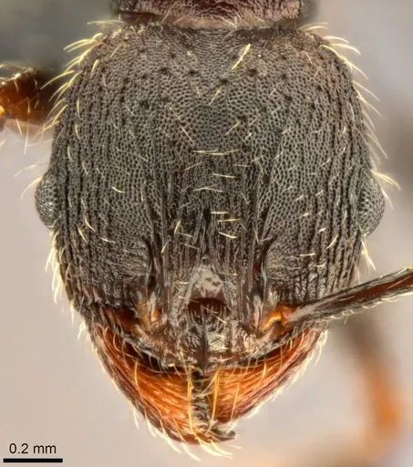 Pheidole liengmei specimen CASENT0283069 image casent0283069_2