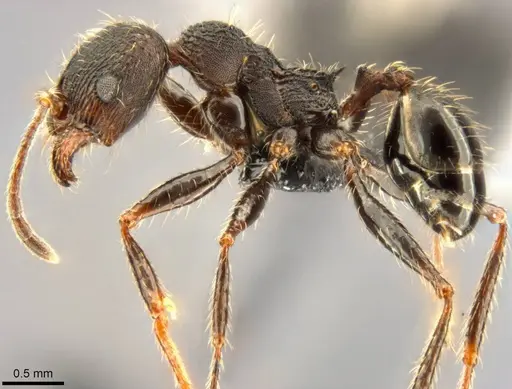 Pheidole liengmei specimen CASENT0283069 image casent0283069_3