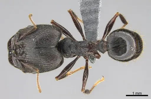 Pheidole liengmei specimen CASENT0786226 image casent0786226_1