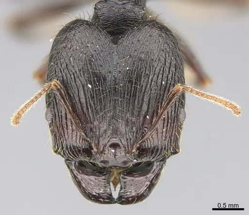 Pheidole liengmei specimen CASENT0786226 image casent0786226_2