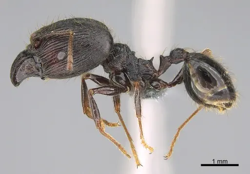 Pheidole liengmei specimen CASENT0786226 image casent0786226_3