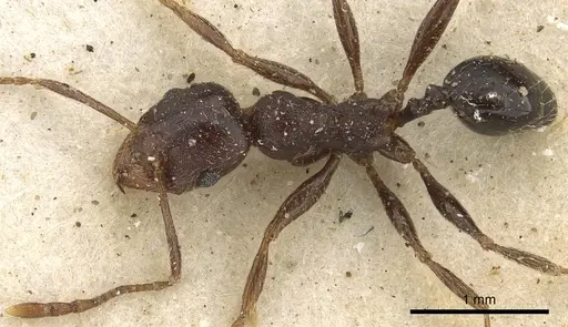 Pheidole liengmei specimen CASENT0901275 image casent0901275_1