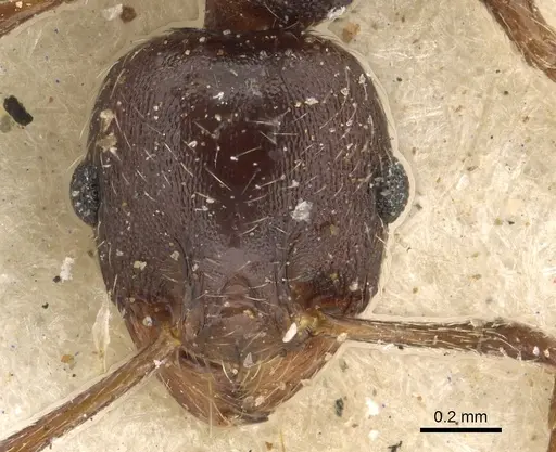 Pheidole liengmei specimen CASENT0901275 image casent0901275_2