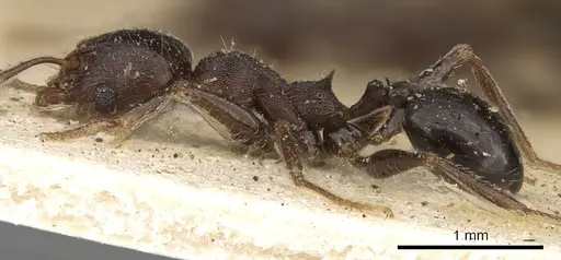 Pheidole liengmei specimen CASENT0901275 image casent0901275_3