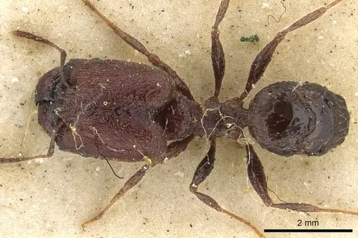 Pheidole liengmei specimen CASENT0901276 image casent0901276_1