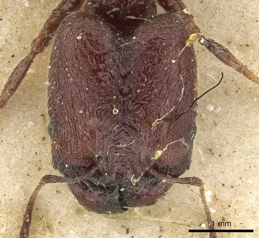 Pheidole liengmei specimen CASENT0901276 image casent0901276_2