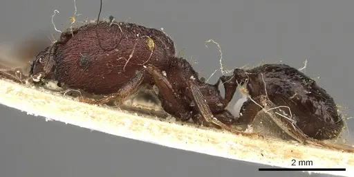Pheidole liengmei specimen CASENT0901276 image casent0901276_3