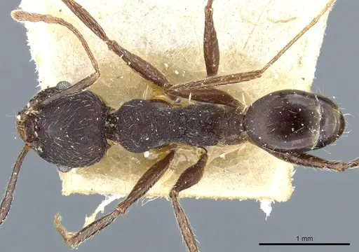 Pheidole liengmei specimen CASENT0904206 image casent0904206_1