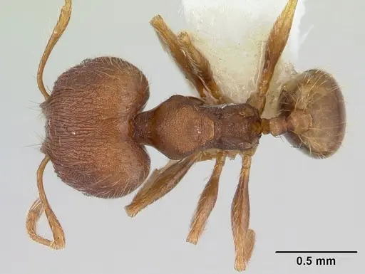 Pheidole lignicola specimen CASENT0178033 image casent0178033_1