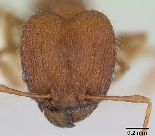 Pheidole lignicola specimen CASENT0178033 image casent0178033_2