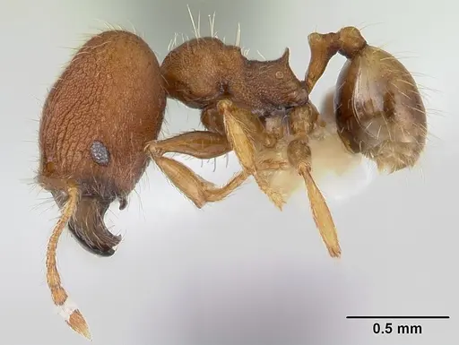 Pheidole lignicola specimen CASENT0178033 image casent0178033_3