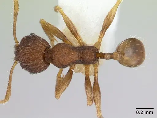 Pheidole lignicola specimen CASENT0178034 image casent0178034_1