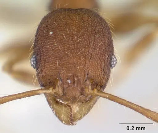 Pheidole lignicola specimen CASENT0178034 image casent0178034_2