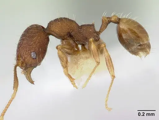 Pheidole lignicola specimen CASENT0178034 image casent0178034_3