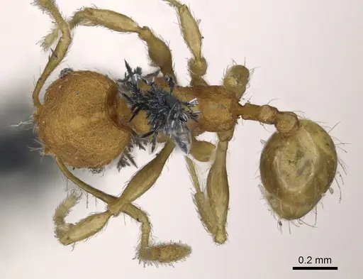 Pheidole lignicola specimen CASENT0901596 image casent0901596_1
