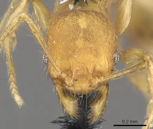 Pheidole lignicola specimen CASENT0901596 image casent0901596_2