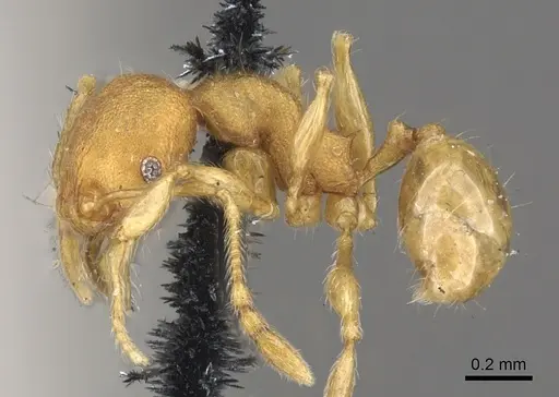 Pheidole lignicola specimen CASENT0901596 image casent0901596_3