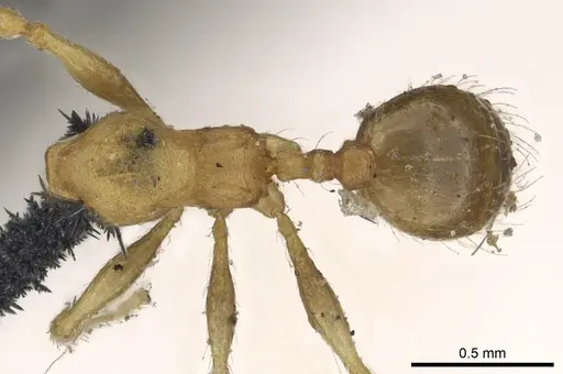 Pheidole lignicola specimen CASENT0901597 image casent0901597_1