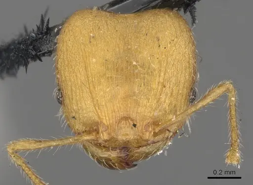 Pheidole lignicola specimen CASENT0901597 image casent0901597_2