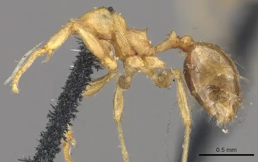 Pheidole lignicola specimen CASENT0901597 image casent0901597_3