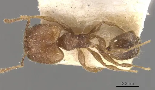 Pheidole lignicola specimen CASENT0908287 image casent0908287_1