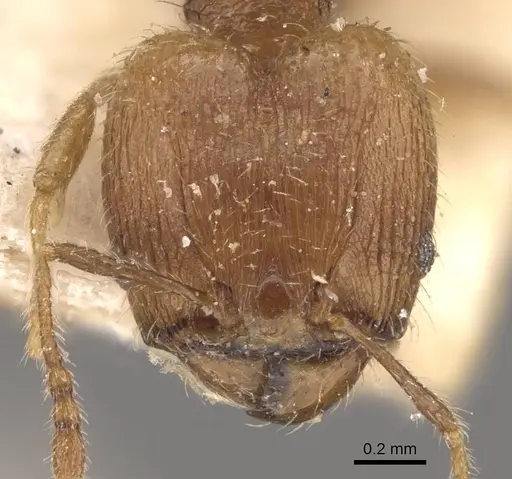 Pheidole lignicola specimen CASENT0908287 image casent0908287_2